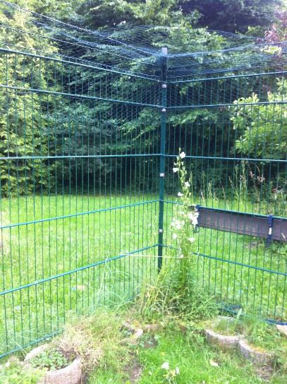 Unser Katzenzaun im Garten Katzen Forum