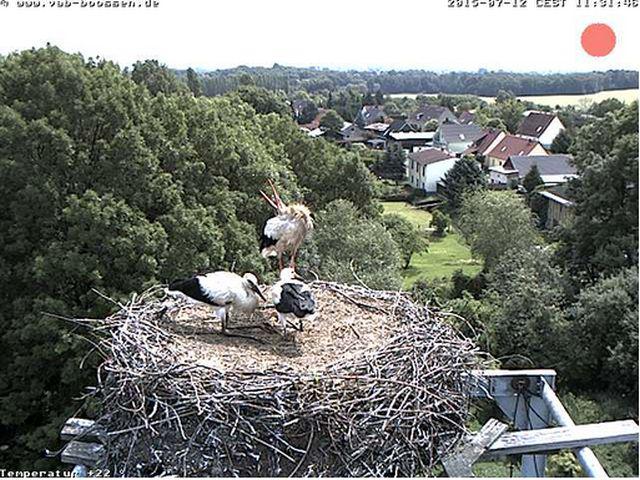 Bild