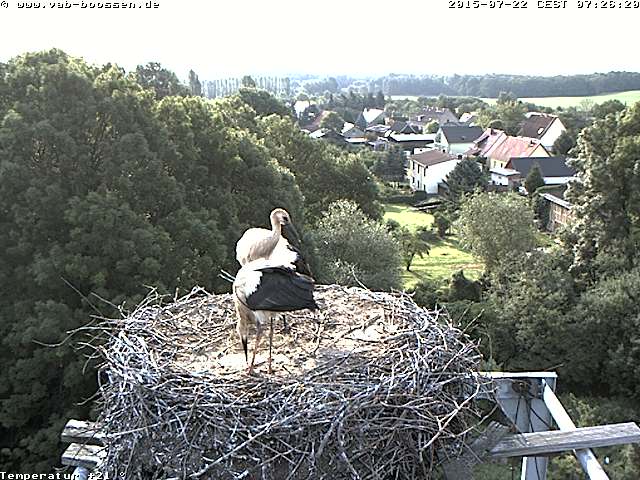 Bild