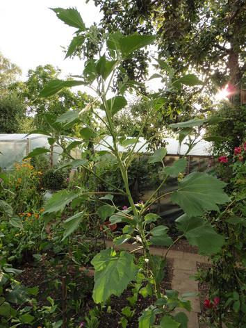 [Bild: d0xrqe6qbnkrauywv.jpg]