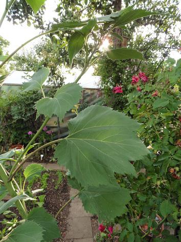 [Bild: d0xrr2idx20uj8dof.jpg]