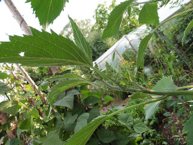 [Bild: d0xrs2ajv5n04engf.jpg]