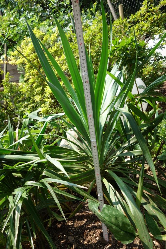 Bitte um Hilfe bei der Bestimmung - Mein schöner Garten Forum