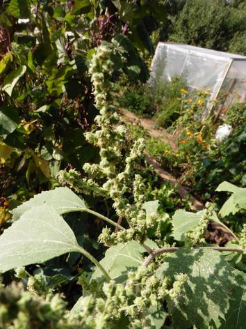 [Bild: d1q4ij993a3cb1qzm.jpg]