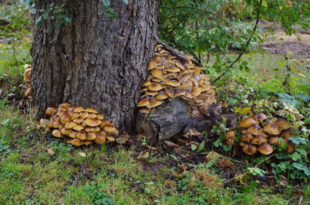 Alter Apfelbaum mit Pilzen