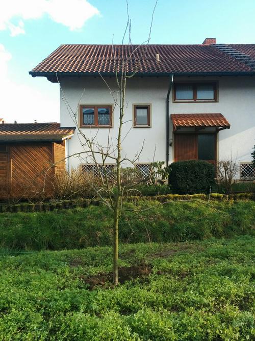 Jungen Apfelbaum schneiden und umsetzen - Mein schöner ...