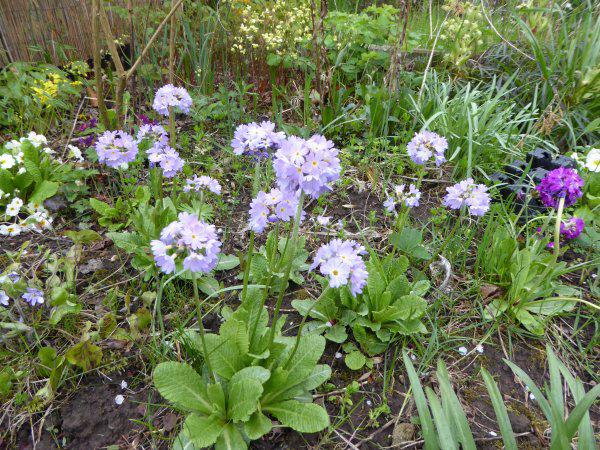 Gartentagebuch im April°°° - Page 5 - Mein schöner Garten Forum