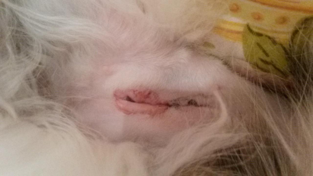 Op hund nässt nach wunde Operationswunden: Behandlung