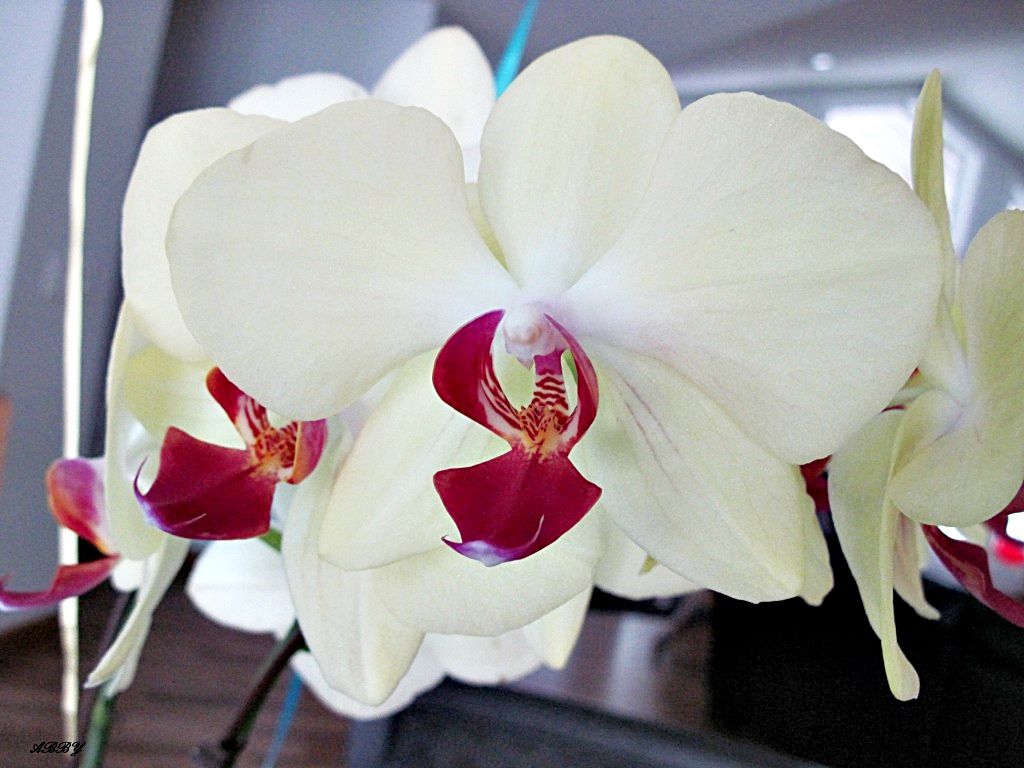 Сорта Орхидей С Фото И Названиями
