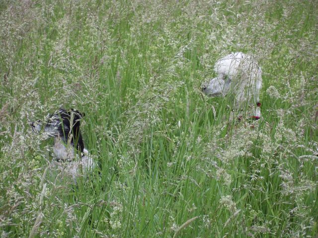 Bild