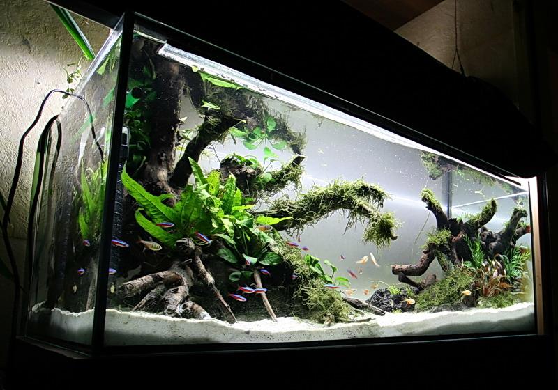 Planted 200 litre - Page 2 - Aquascaping - Aquatic Plant Central