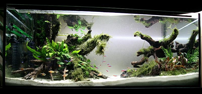 200 l plantet tank | The Planted Tank Forum