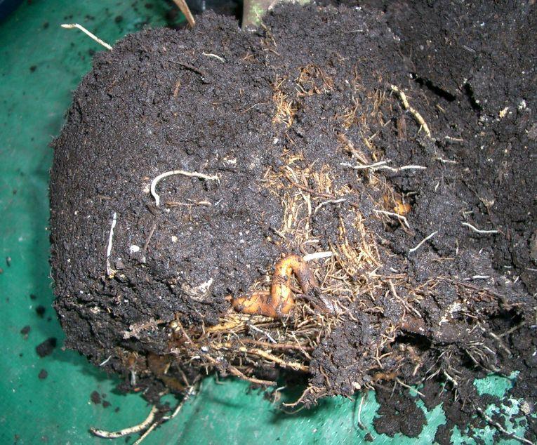 Splitting Ravenea Rivularis? - DISCUSSING PALM TREES WORLDWIDE - PalmTalk