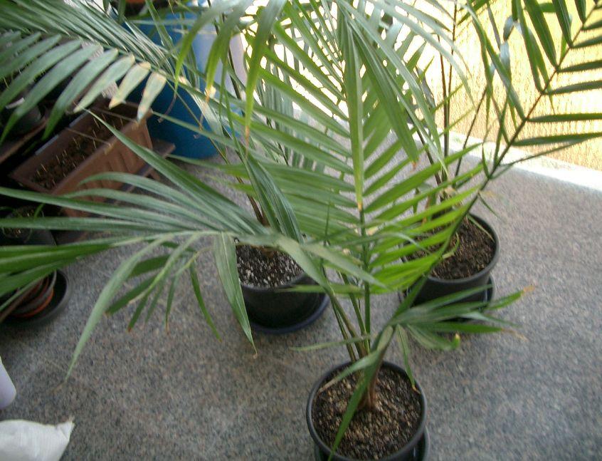 Splitting Ravenea Rivularis? - DISCUSSING PALM TREES WORLDWIDE - PalmTalk
