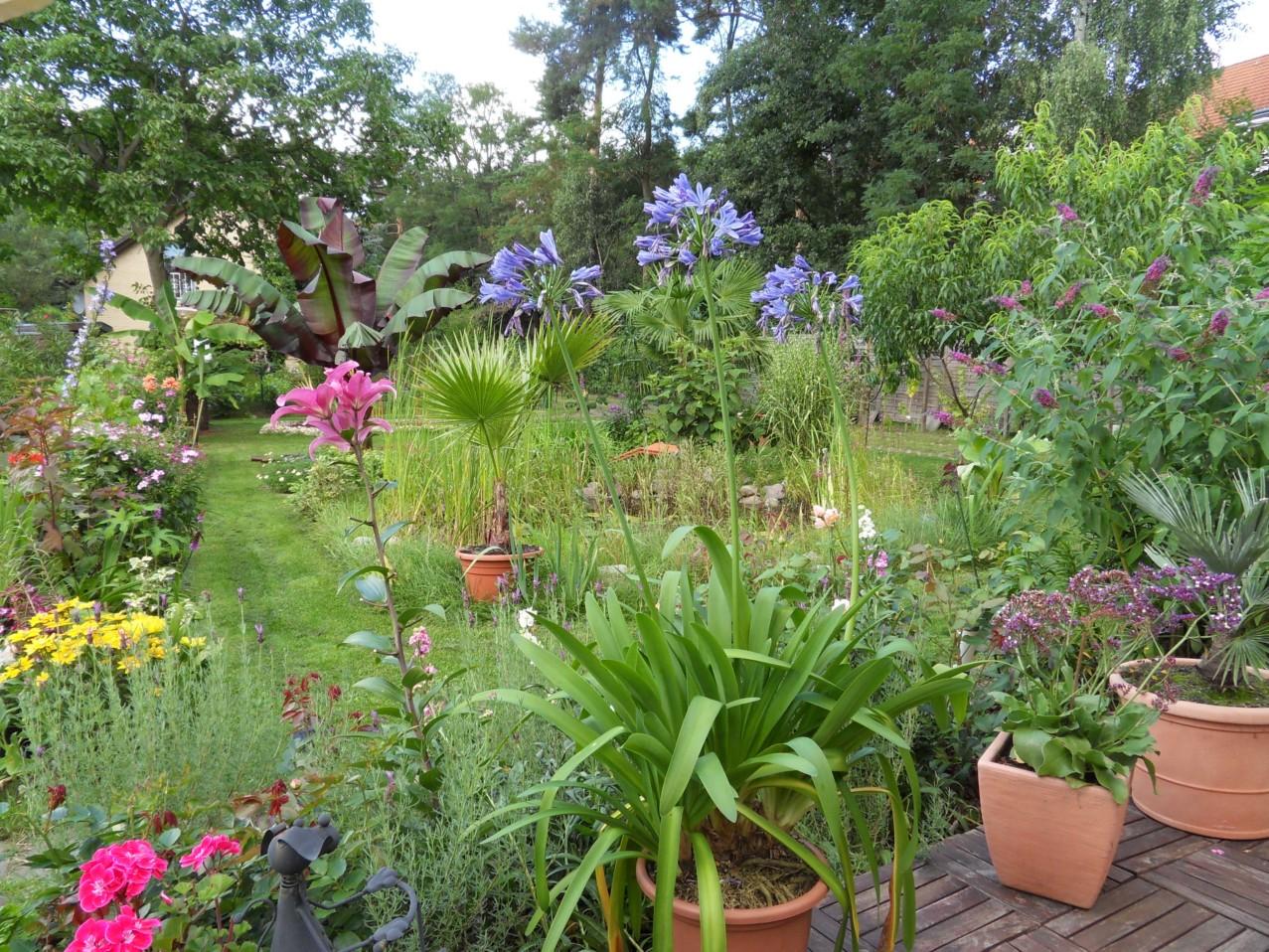Palmen und Co. » Gartenbilder von heute
