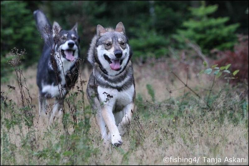 Tamaskan fun - International Tamaskan Forum